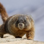 co_marmot04