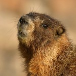 co_marmot07