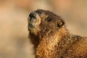 co_marmot07