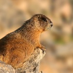 co_marmot08