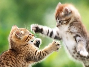 Обои для iPhone: кошки Обои для iPhone: кошки