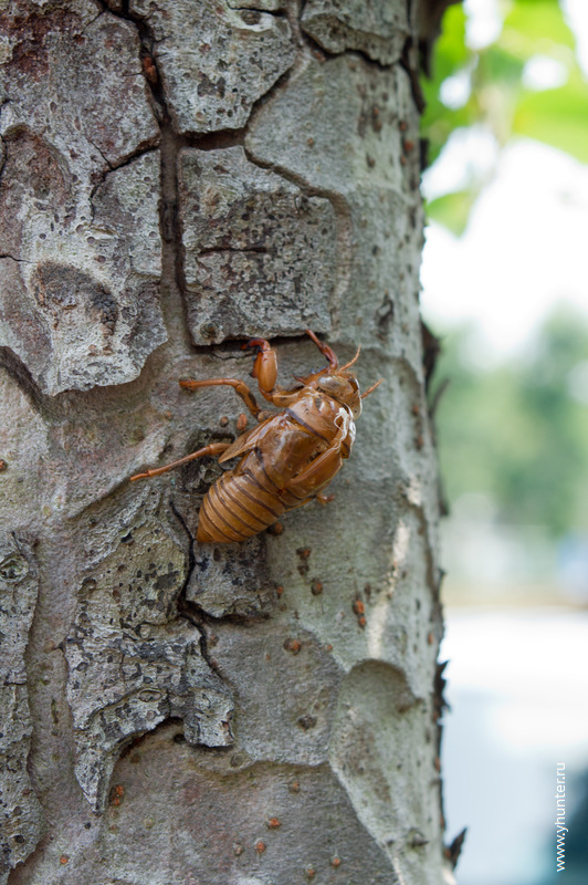 Стадия развития цикады